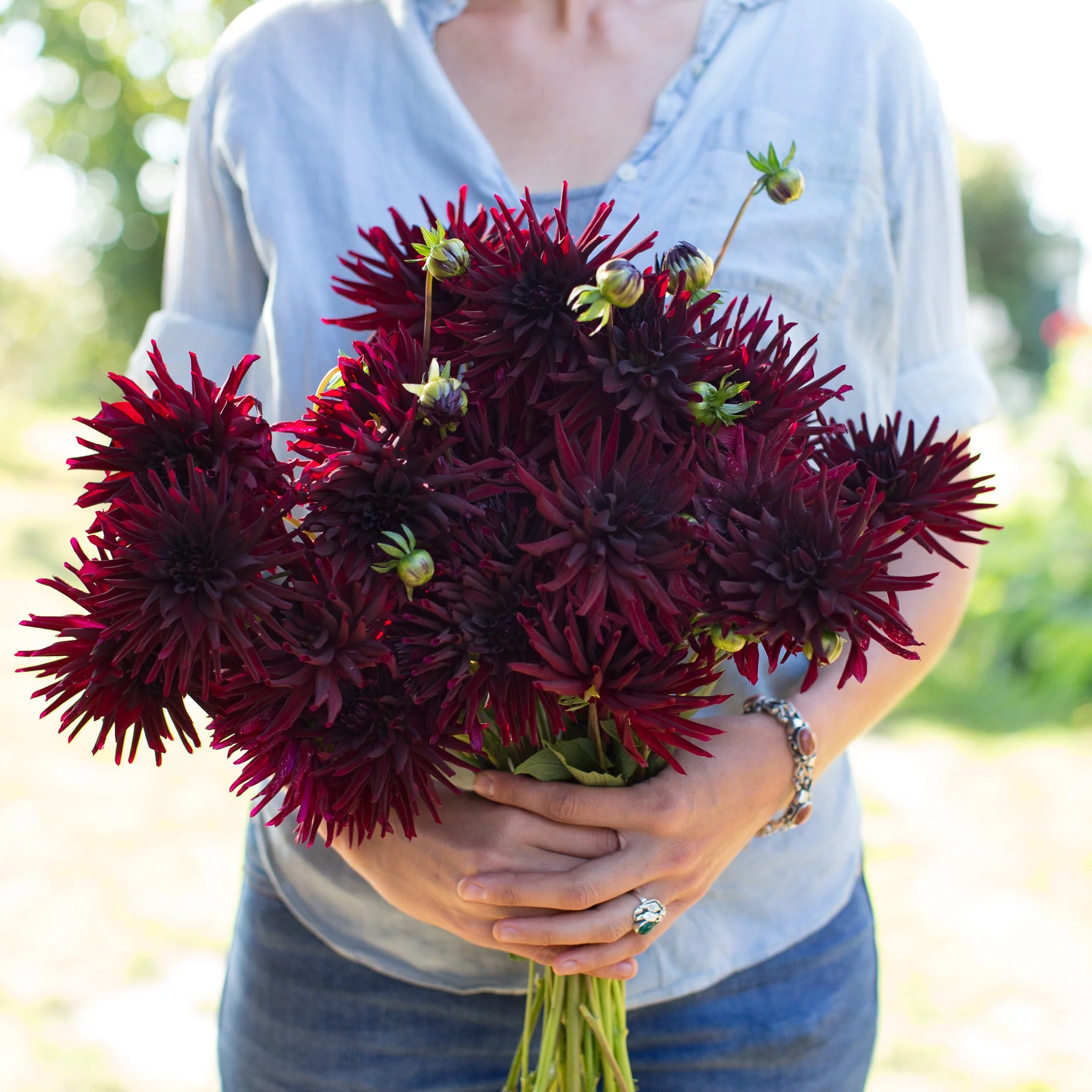 Dahlias