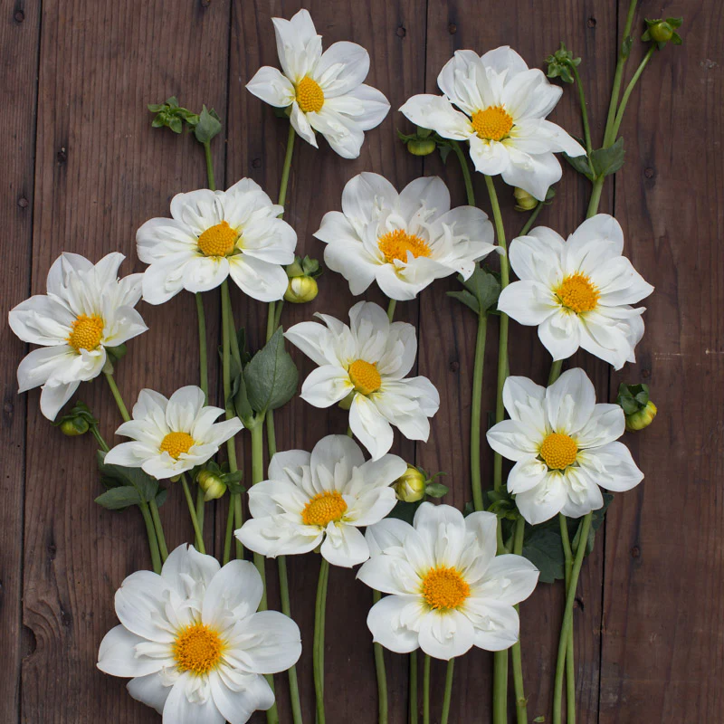Single-Flowered Types